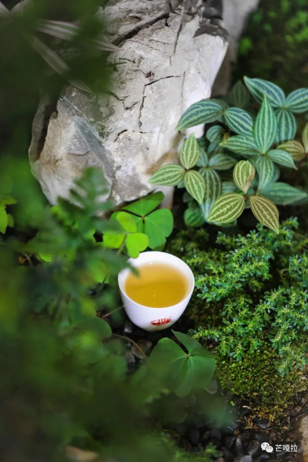 如何理解喝普洱茶时的体感,薄荷塘普洱茶有清凉感吗