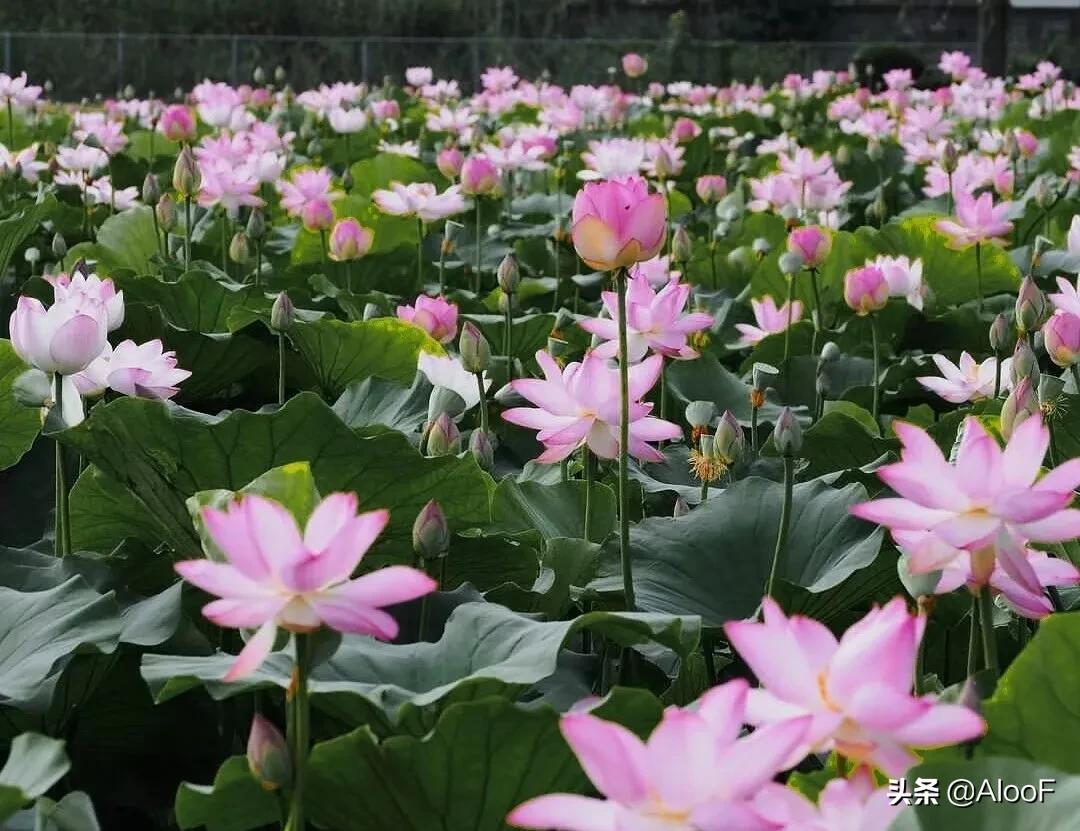 唯美的荷花壁纸,唯美荷花水墨画