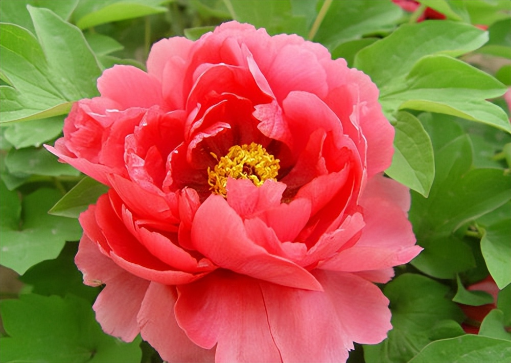 十二首牡丹诗词共赏国色天香,12首最经典的牡丹花诗词