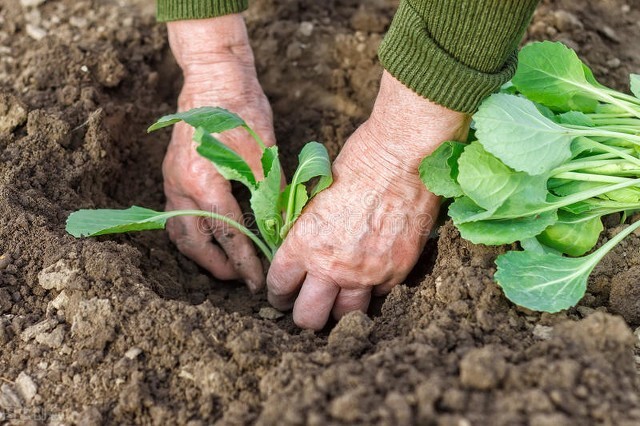 春天白菜苗起虫用什么土办法好,白菜生虫不打农药的方法