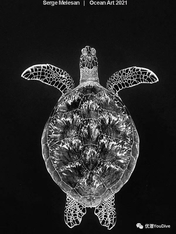 大海水下摄影作品欣赏,oceanart
