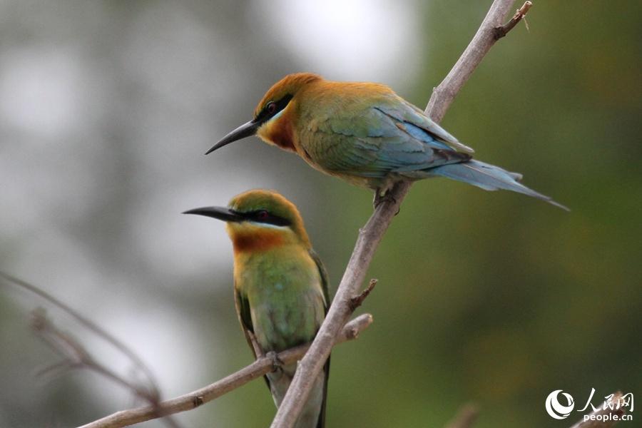 栗喉蜂虎厦门,可爱精灵小鸟