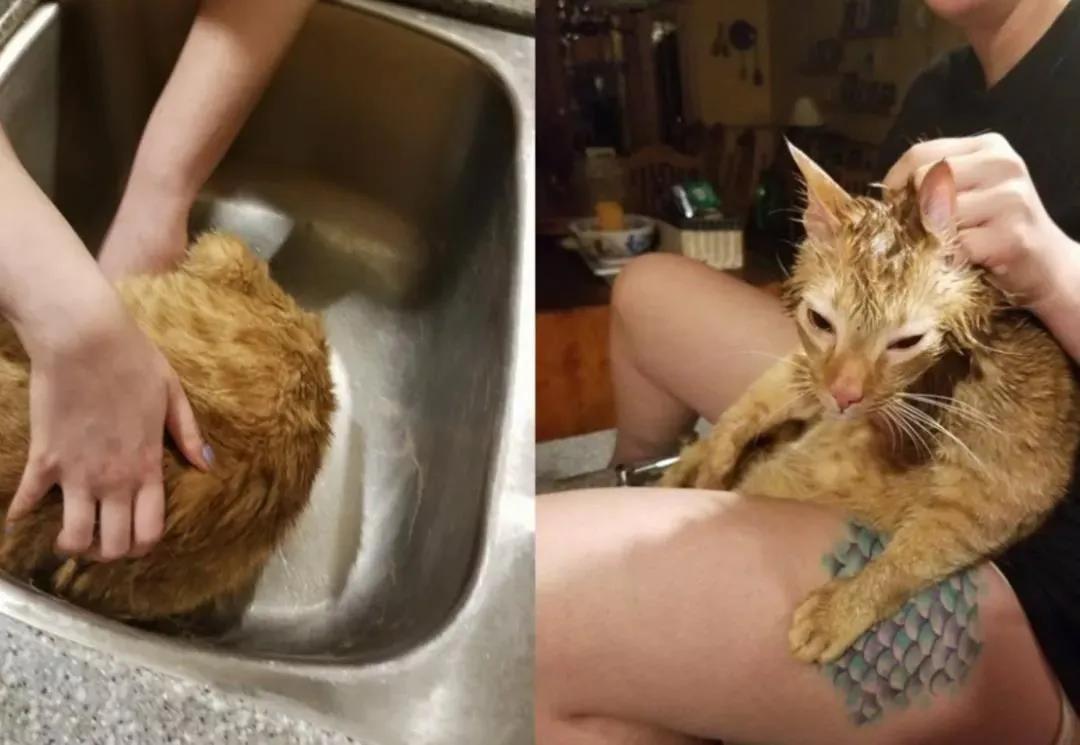 别人家的猫是液体还是固体,猫都是水做的