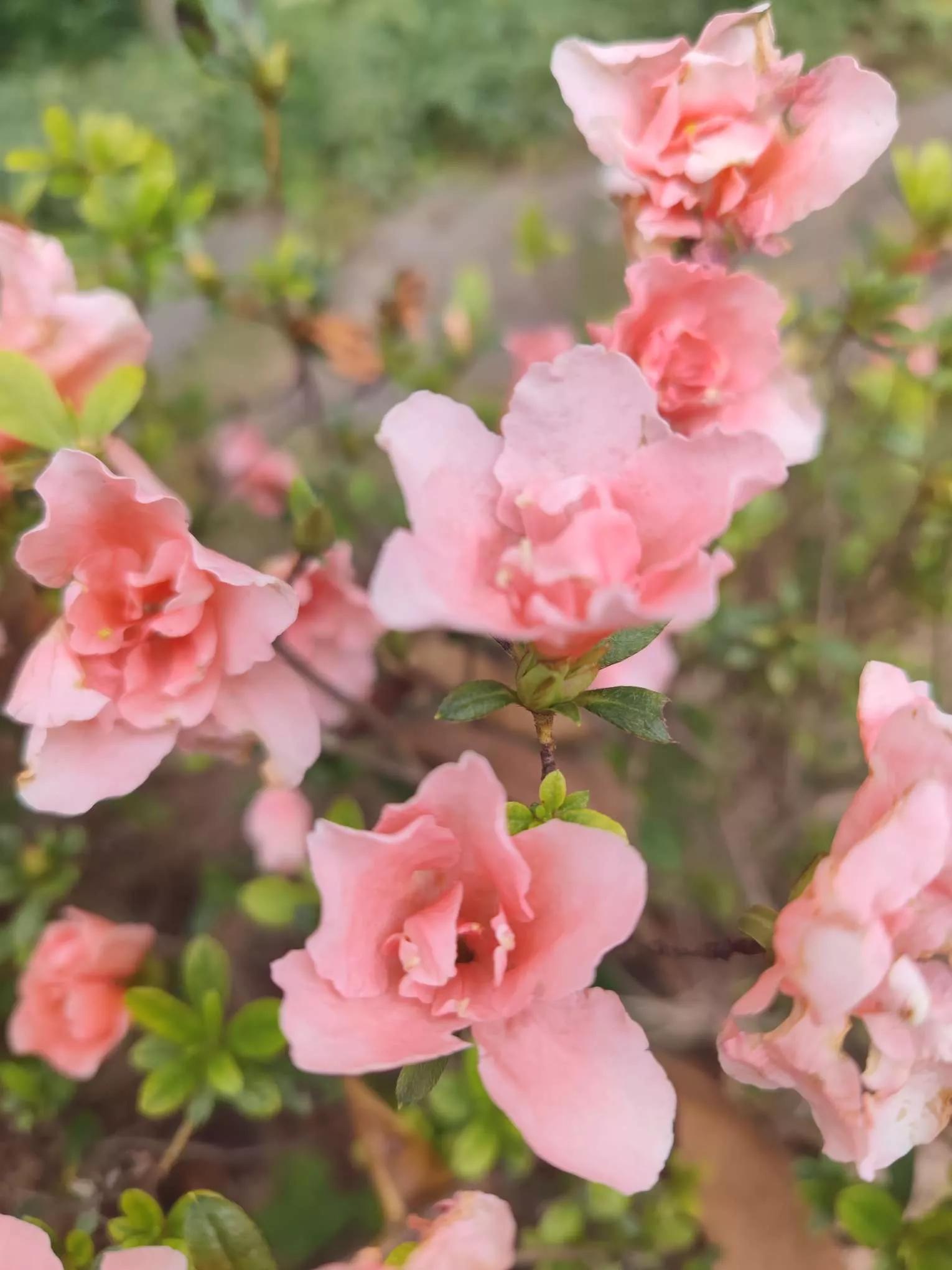 花草种类名称介绍,各种各样的花草名称大全