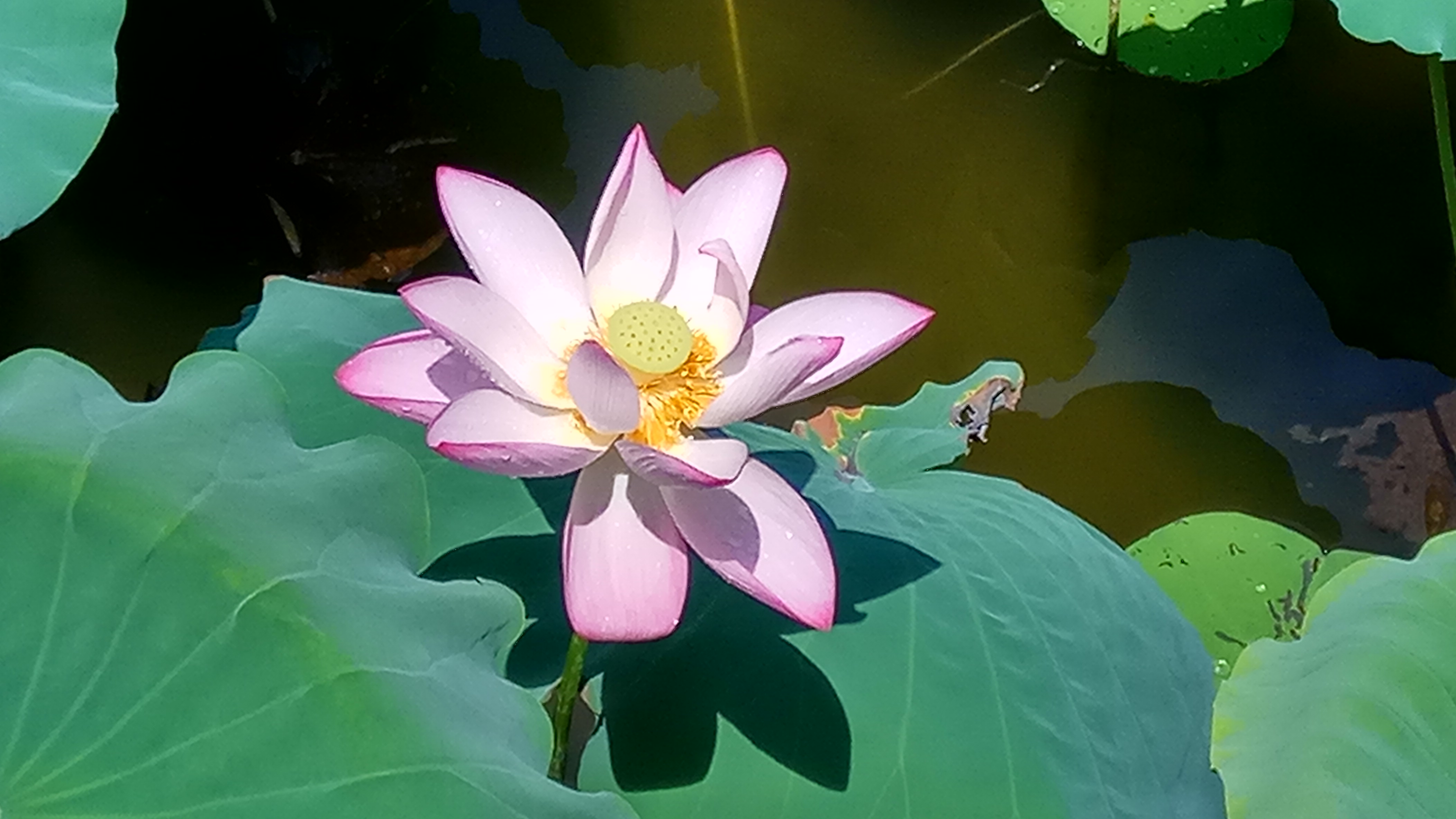 青春期社交恐惧症怎么克服,有社交恐惧症的人怎么克服