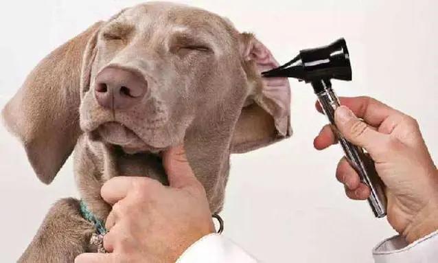 狗为什么无缘无故对门叫,半夜狗乱叫预示着什么