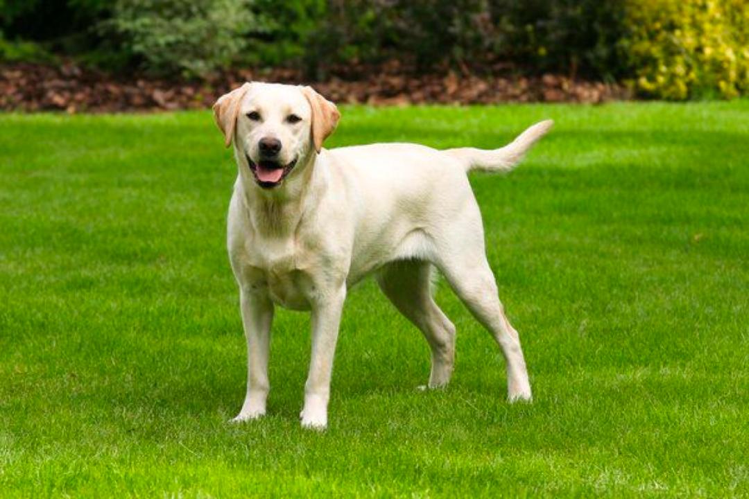 什么狗狗最适合有孩子的家庭养,最适合一般家庭养的5种狗狗