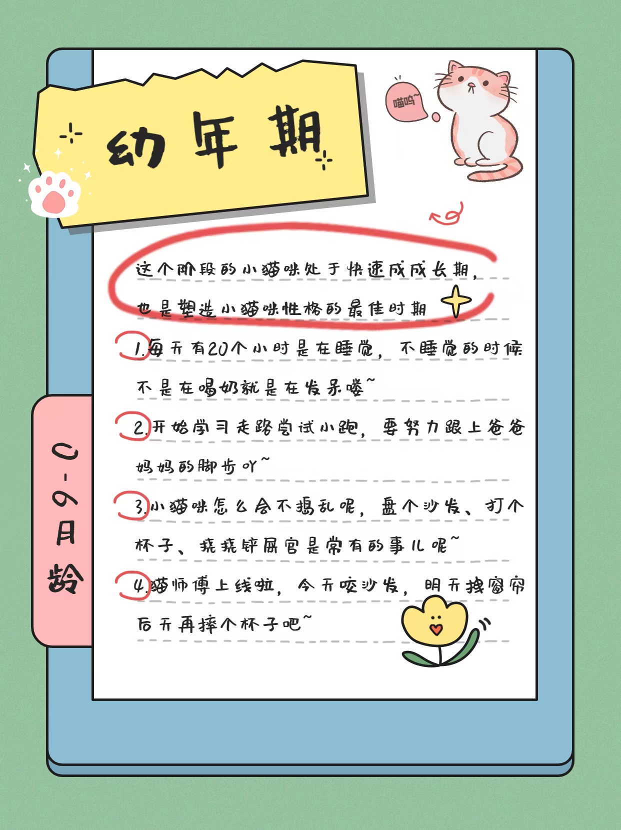 猫的一生详细讲解,猫的一生在想什么