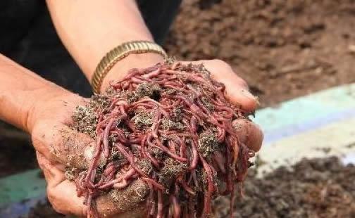 小伙养泥鳅年入百万,90后小伙养变异泥鳅