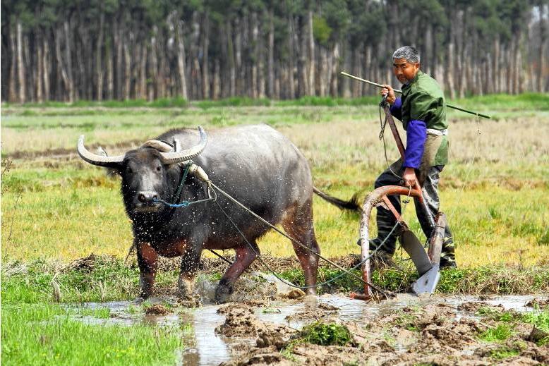 春耕备耕正当时七绝诗歌,春耕时节诗词鉴赏