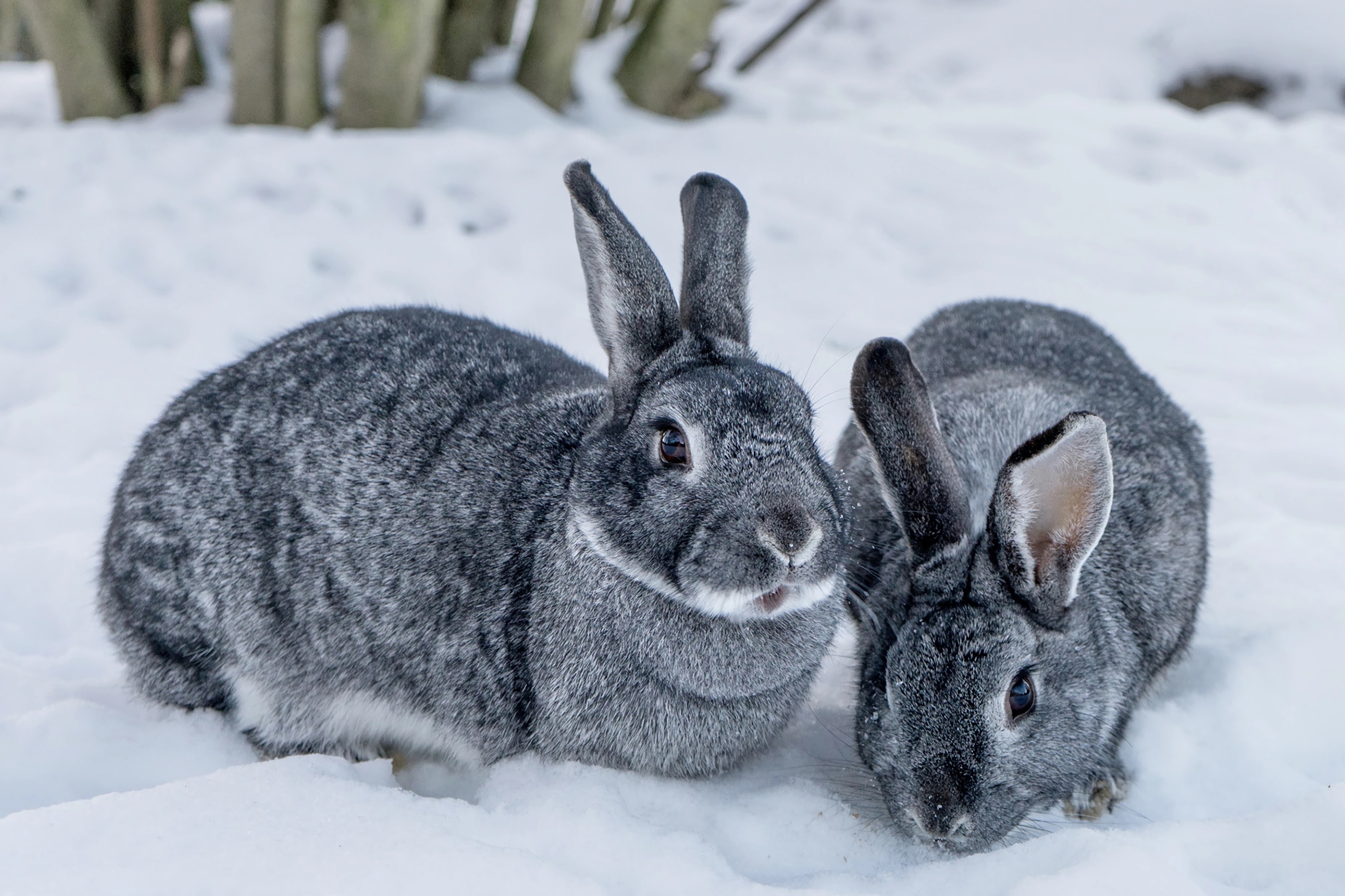 兔子宠物哪种好看又好养,推荐养的几种宠物兔子品种