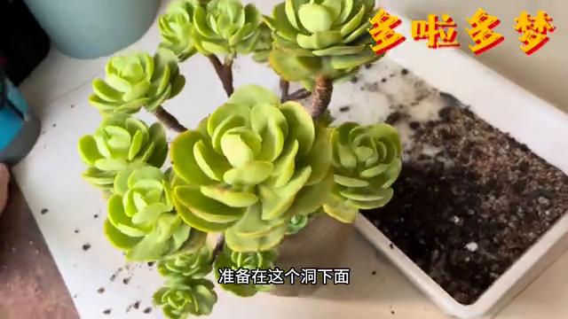 大碧桃如何种在缺口盆,大棵多肉换盆方法