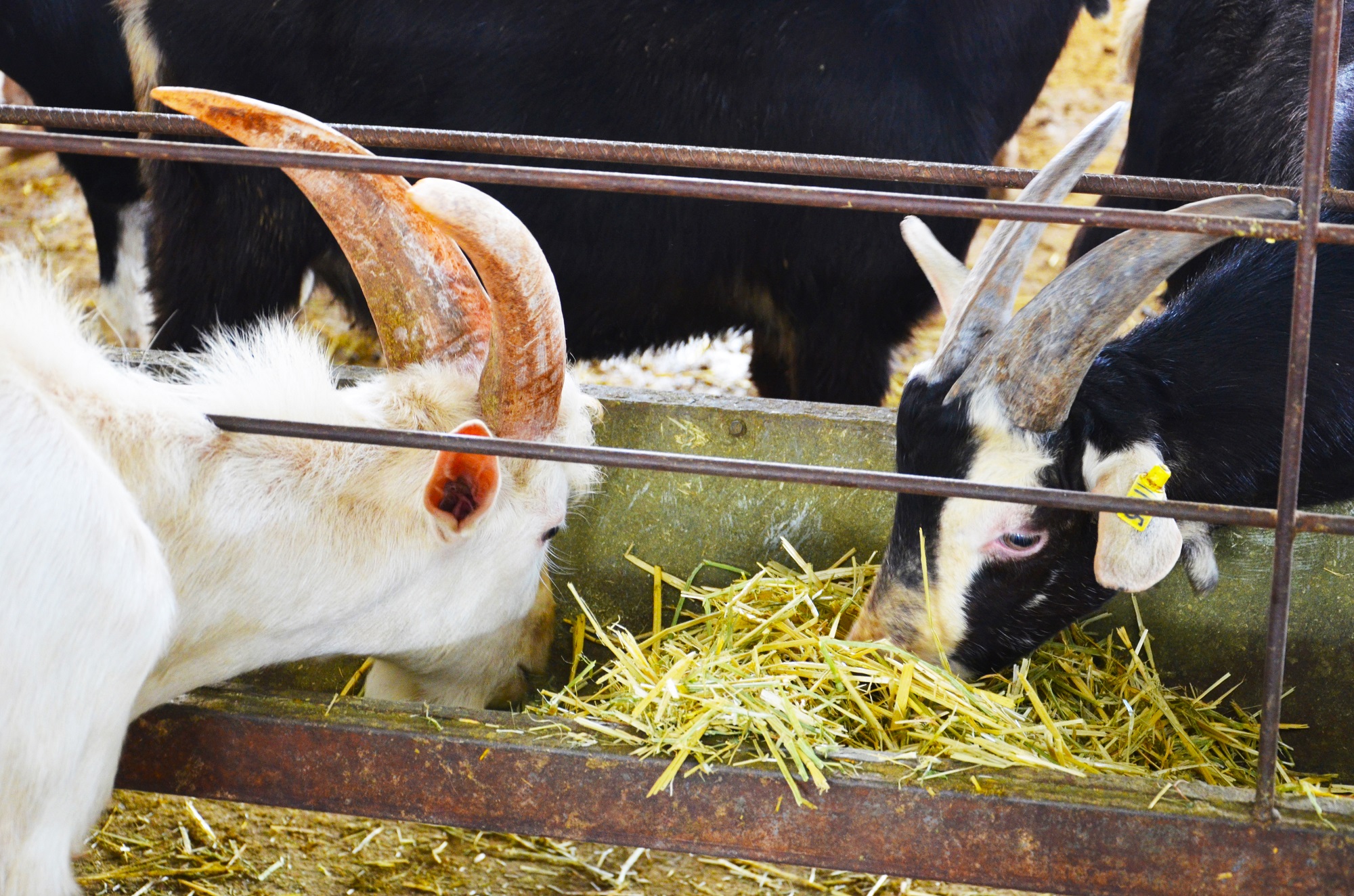 朵恩羊奶粉跟全羊奶粉有什么区别,朵恩羊奶粉好还是艾宝瑞羊奶粉好