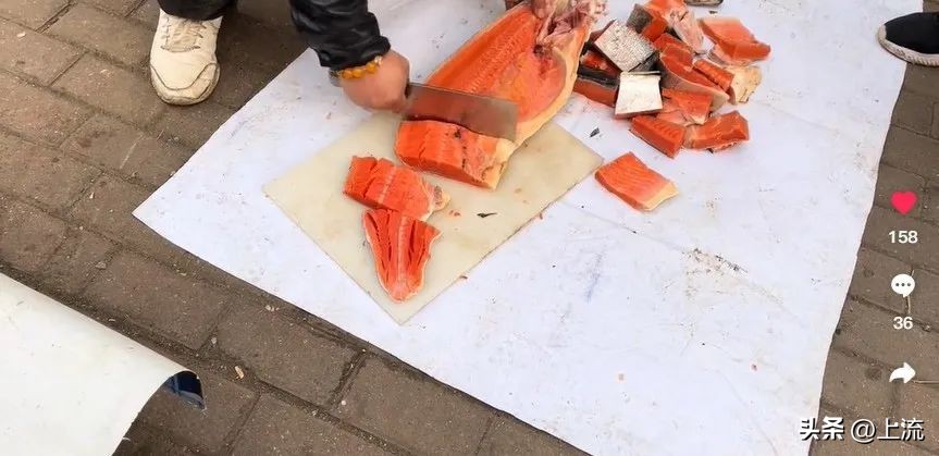 大马哈鱼,东北大马哈鱼