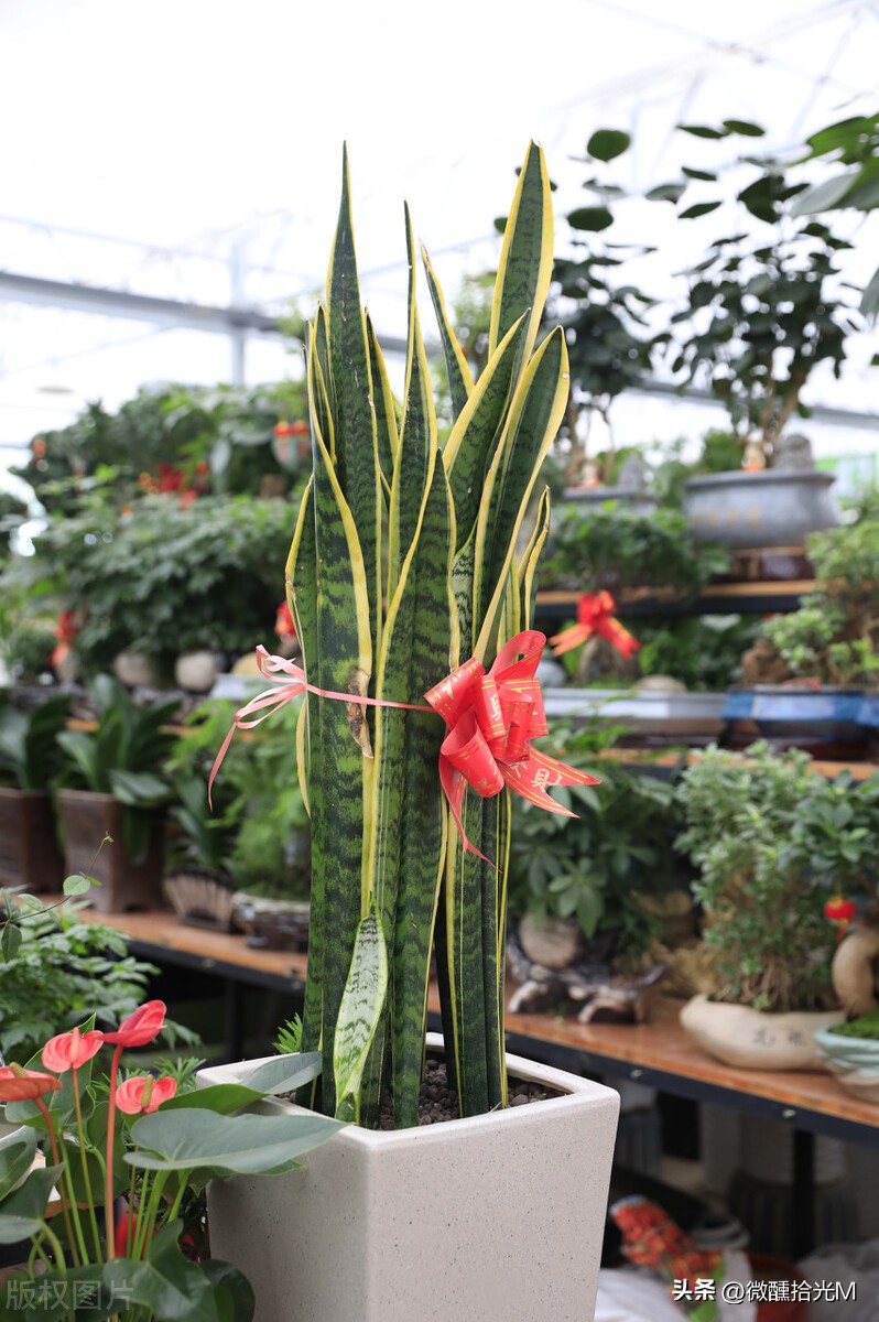 虎皮兰有镇宅的功效吗,虎皮兰被称为天然的去污小能手