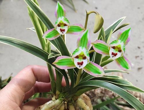 矮种金边兰花精品,好养又香又便宜的金边兰花品种