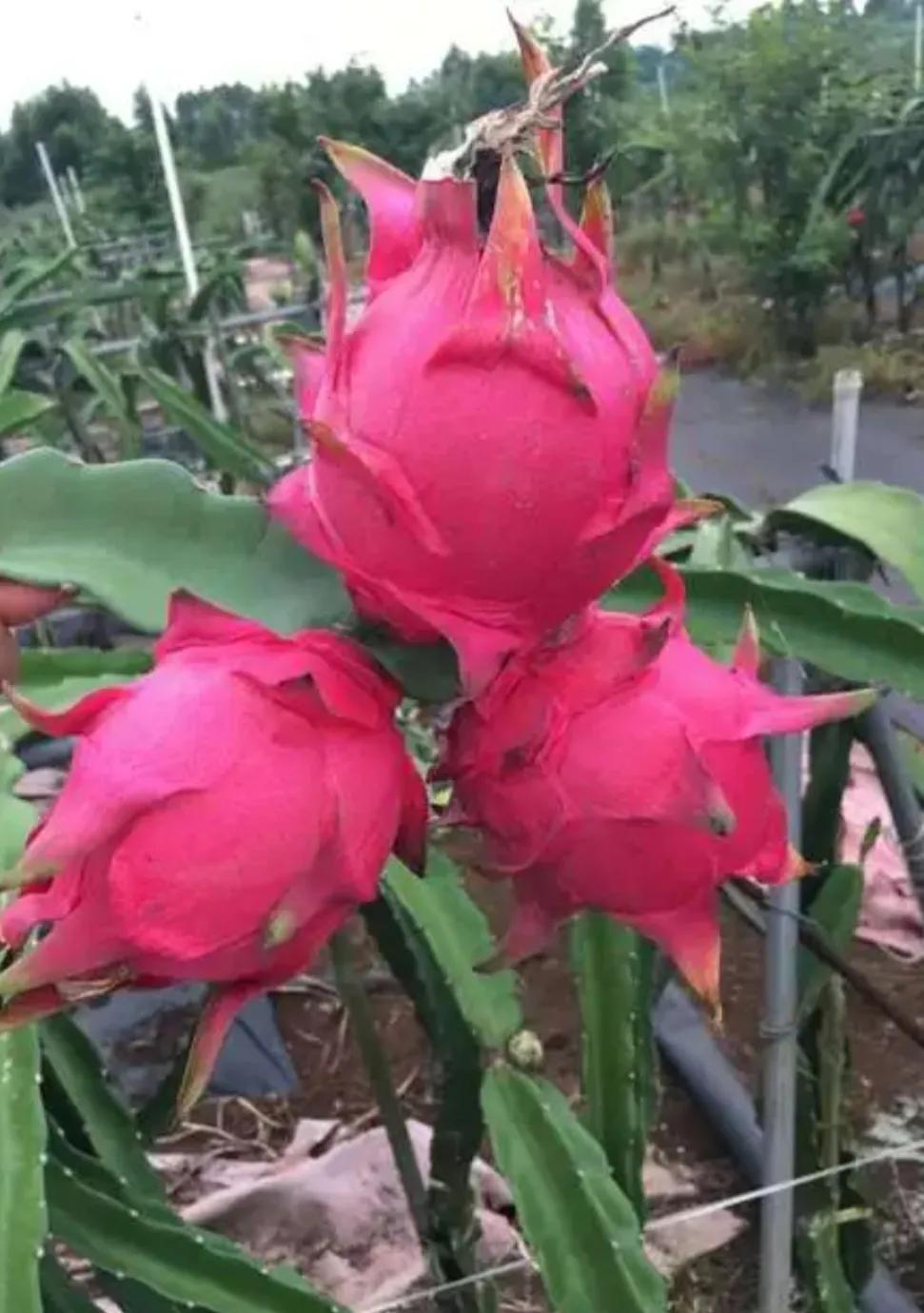 广东湛江一年四季水果名单,湛江特色水果介绍