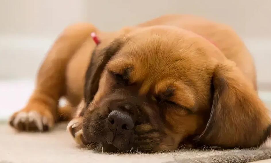 狗狗不呕吐不拉稀是细小康复了吗,狗狗可以拉稀拉血一定是细小吗