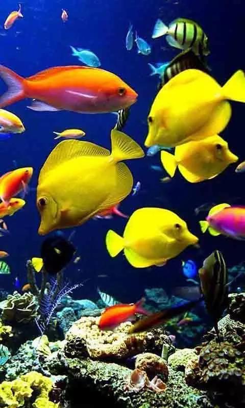 海底世界高清大图壁纸,手机动态海底世界鱼壁纸