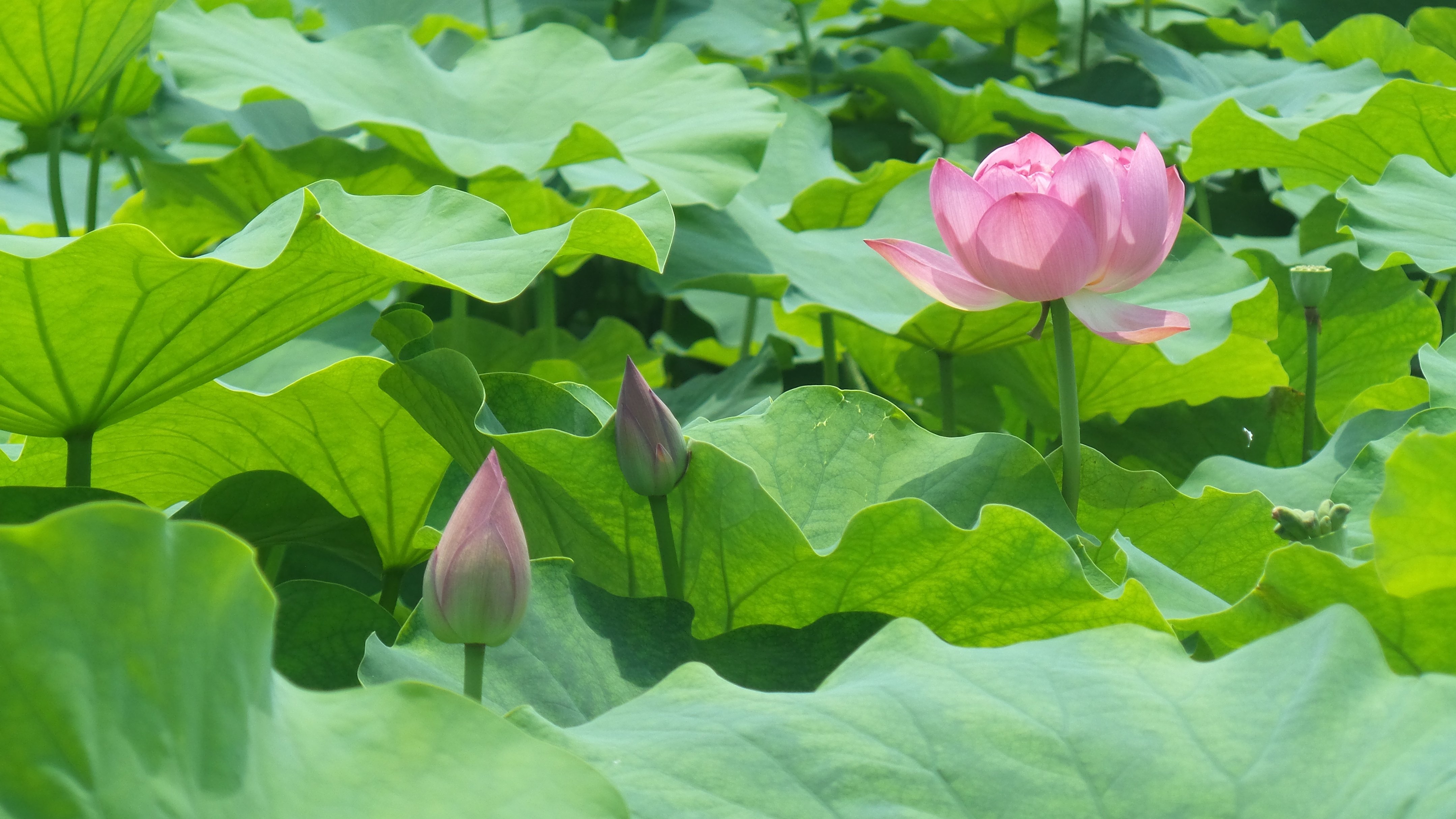 烈日炎炎赏荷花清凉一夏,京郊赏荷领略夏日之美