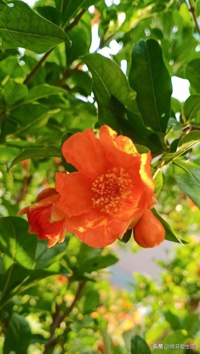 什么花最旺人旺家又好养好看,最旺家招财又好看好养的花