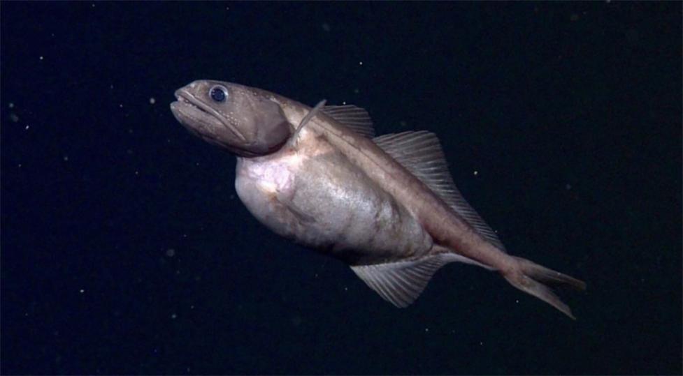 吃100斤的巨型食人鱼,黑叉齿鱼是怎么吞下大鱼的