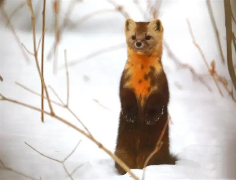 长白山发现宝物紫貂,长白山偶遇紫貂