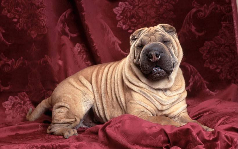 中华田园犬的血统是狗中最高贵的,中华田园犬五大名狗品种