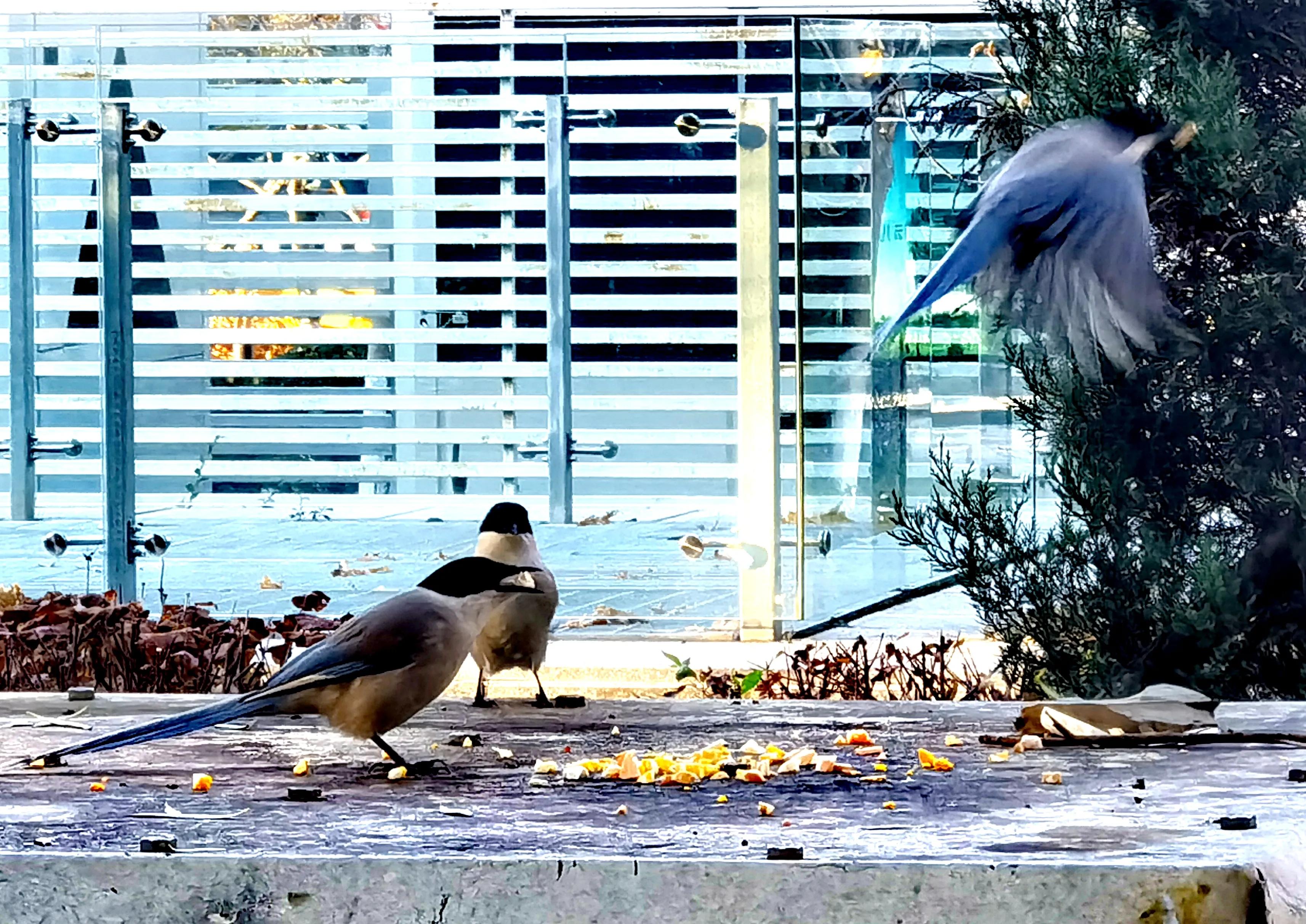 「天下奇观」喜鹊到底算什么鸟活见大妈喂喜鹊吃食真相