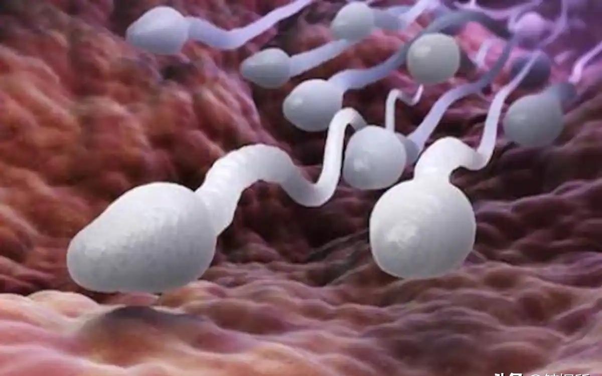 科学家精子运动违背牛顿第三定律,精子科学家