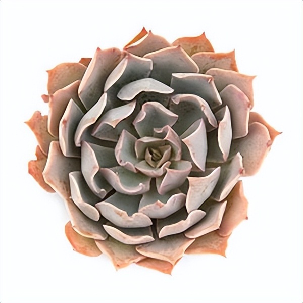 102个大类近500个多肉植物图片，都极其美丽，建议在家中也养一盆