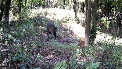 为什么野猪比老虎可怕,一猪二熊三老虎猎人