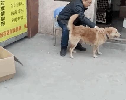 土狗月薪3000,小土狗打工