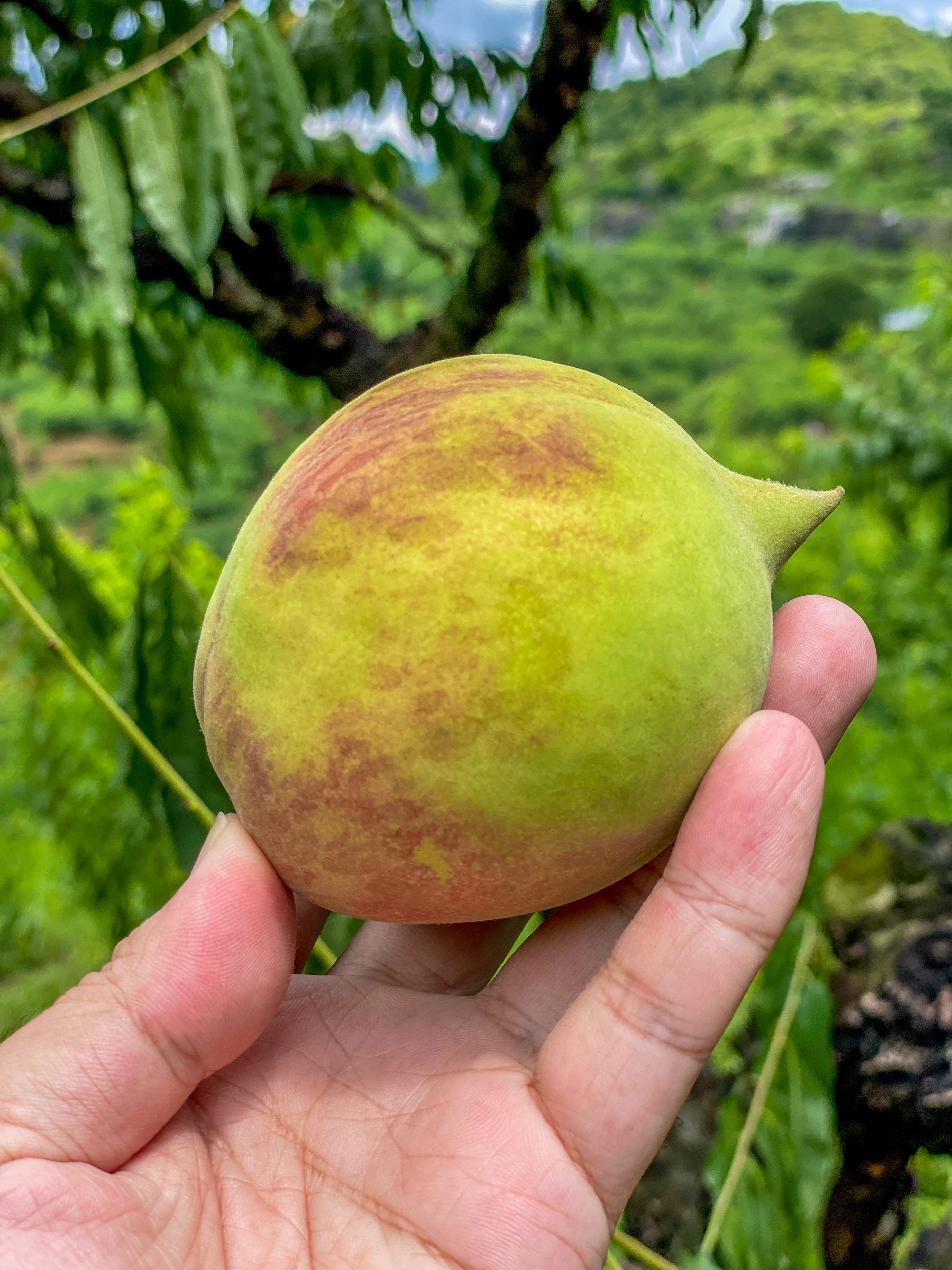 连平鹰嘴蜜桃是水蜜桃吗,广东连平上坪正宗鹰嘴水蜜桃