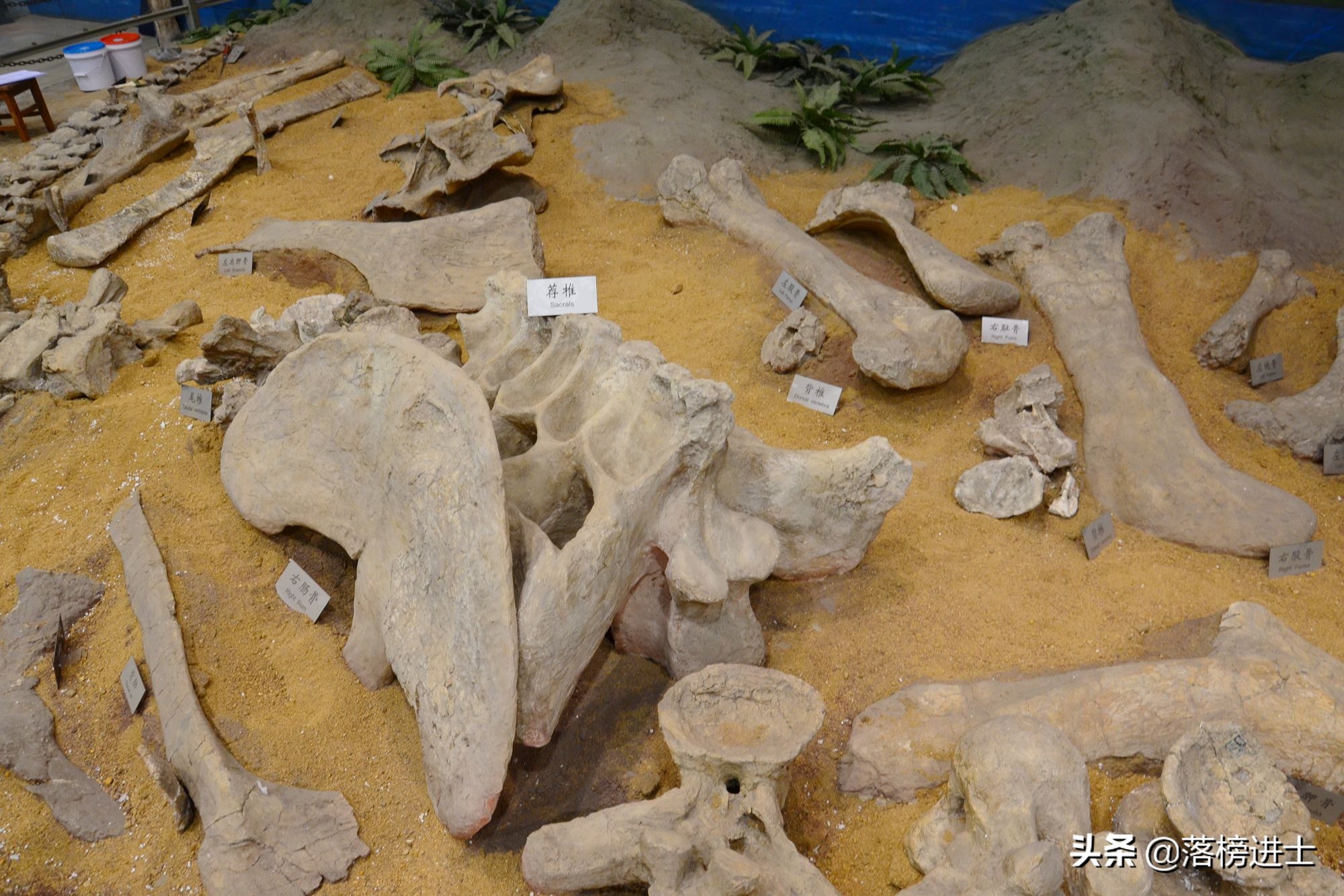 石家庄哪个博物馆里有恐龙化石,石家庄博物馆里有恐龙化石吗