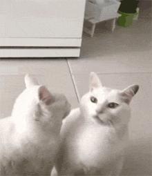 猫咪太瘦了怎么养增肥,猫咪太小太瘦了怎么办