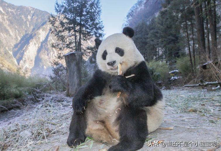 大熊猫草草引种成功了么,大熊猫草草野外引种几次