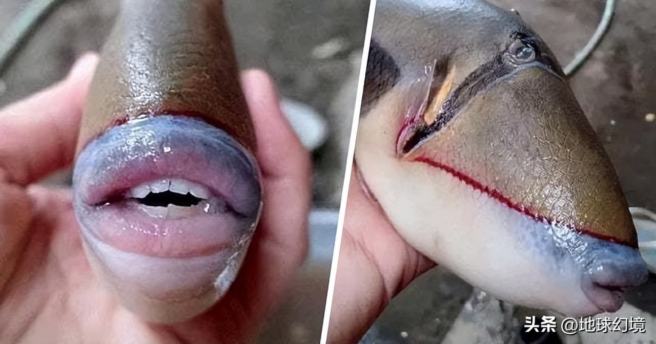 35张悲惨动物照：悲惨小象被捕兽夹弄断鼻子，章鱼被塞进西瓜做菜