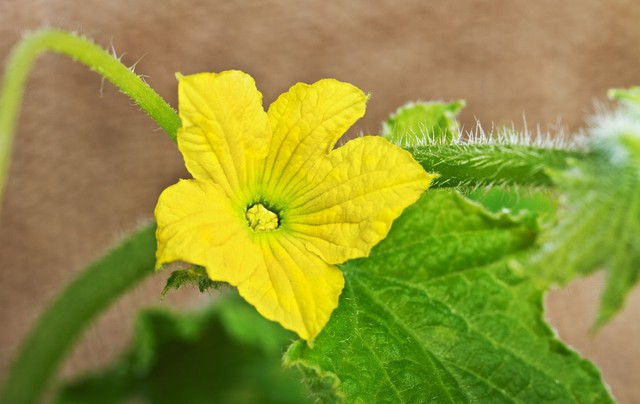 超级美味的南瓜花,南瓜藤是这个季节最好吃的蔬菜