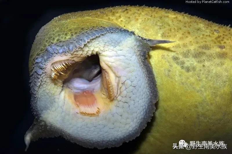每天认识一种热带鱼,每天认识一种南美鱼