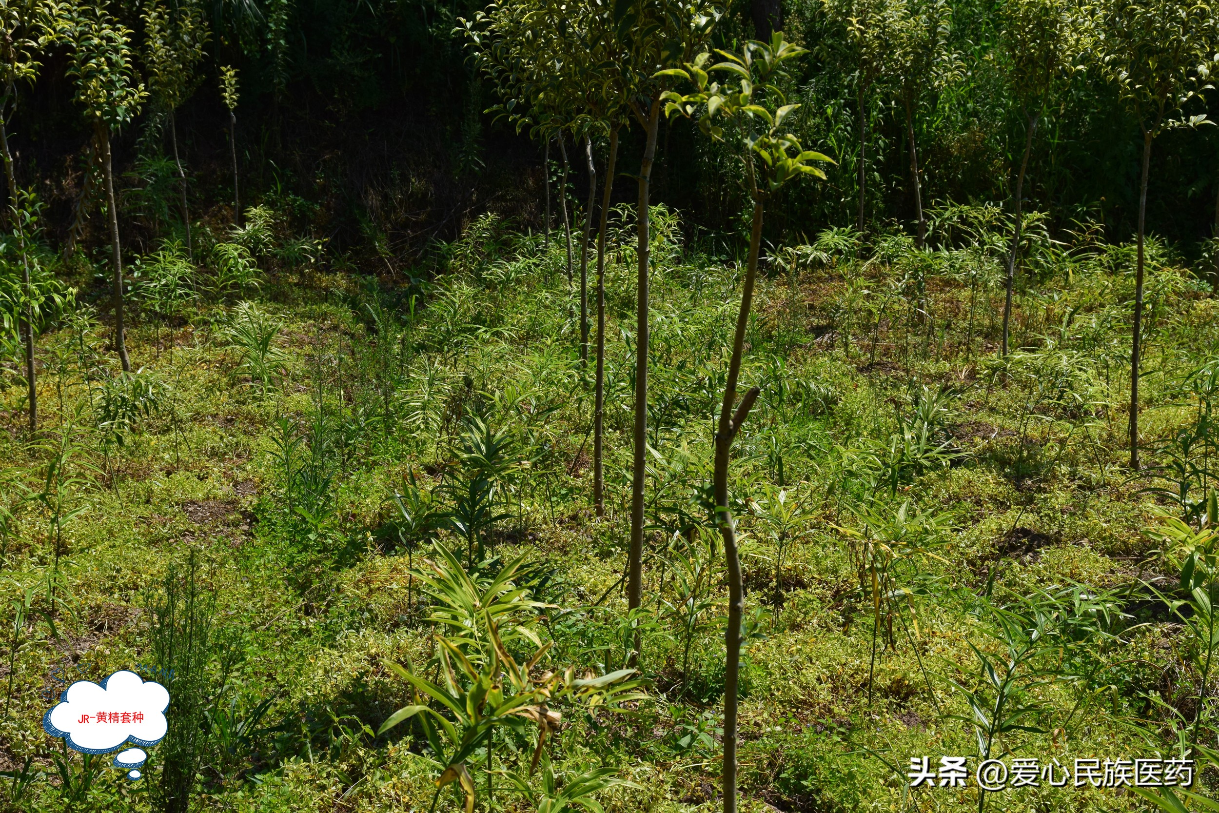 安化黄精种植视频林下黄精遇难题,林下种植一亩黄精需要多少斤种苗