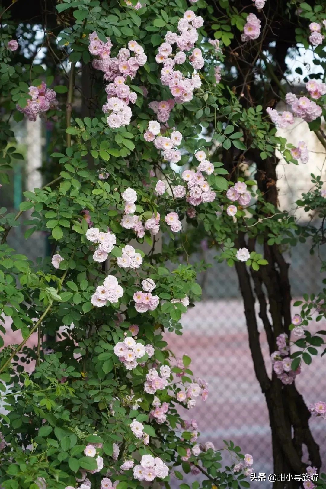 最美人间四月天,十堰蔷薇花盛开