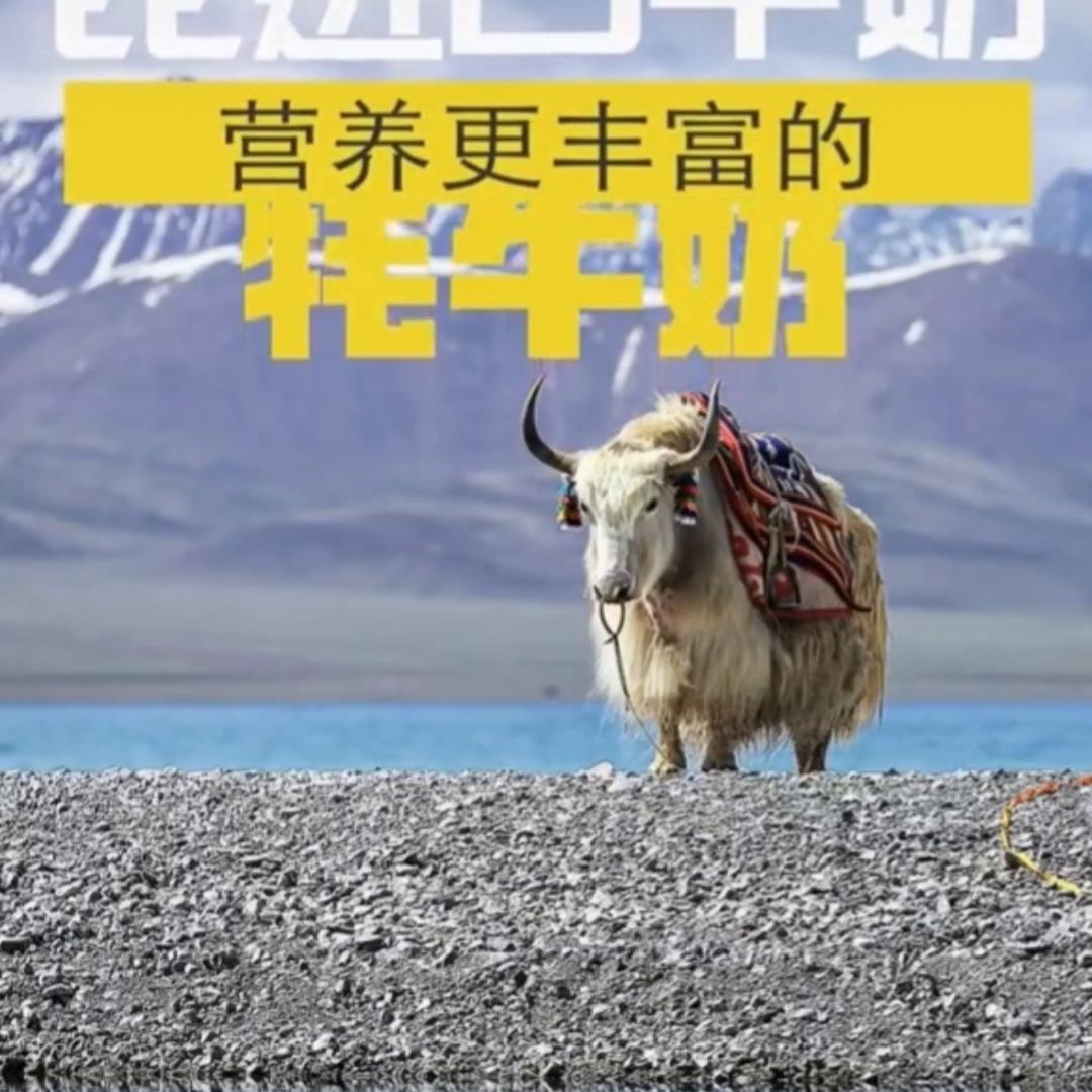 高原雄鹰牦牛肉特产店,高原之宝牦牛奶专卖店