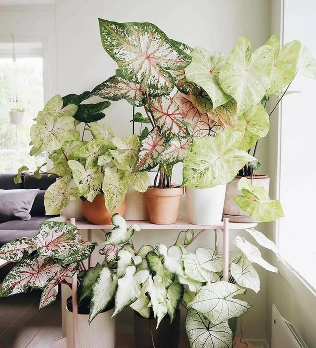 适合养在客厅好养活的绿植,十大最好养的客厅大绿植