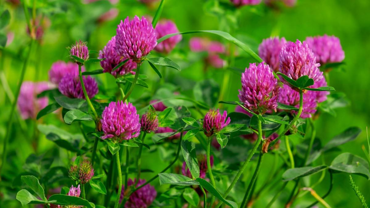 清明期间开的野花有哪些,清明节野花
