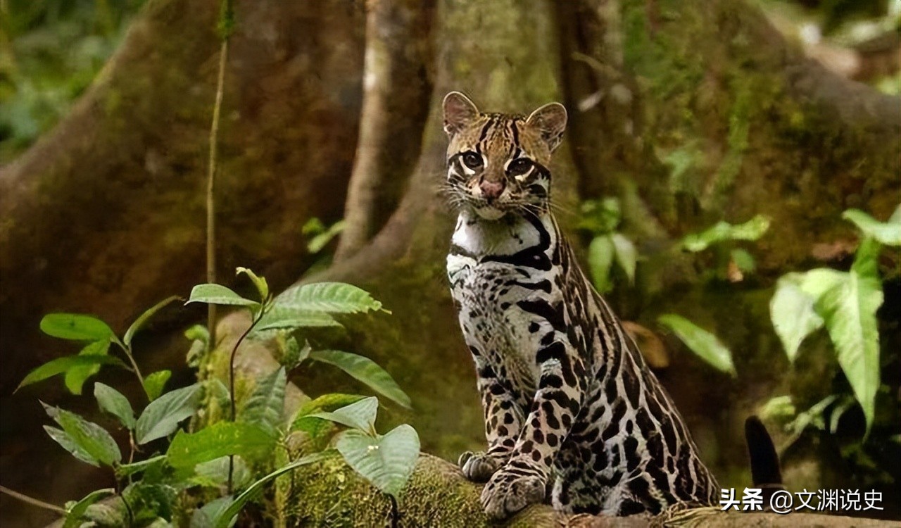 广东老太在山上抱回一只野猫,广东老太捡到一只猫仔