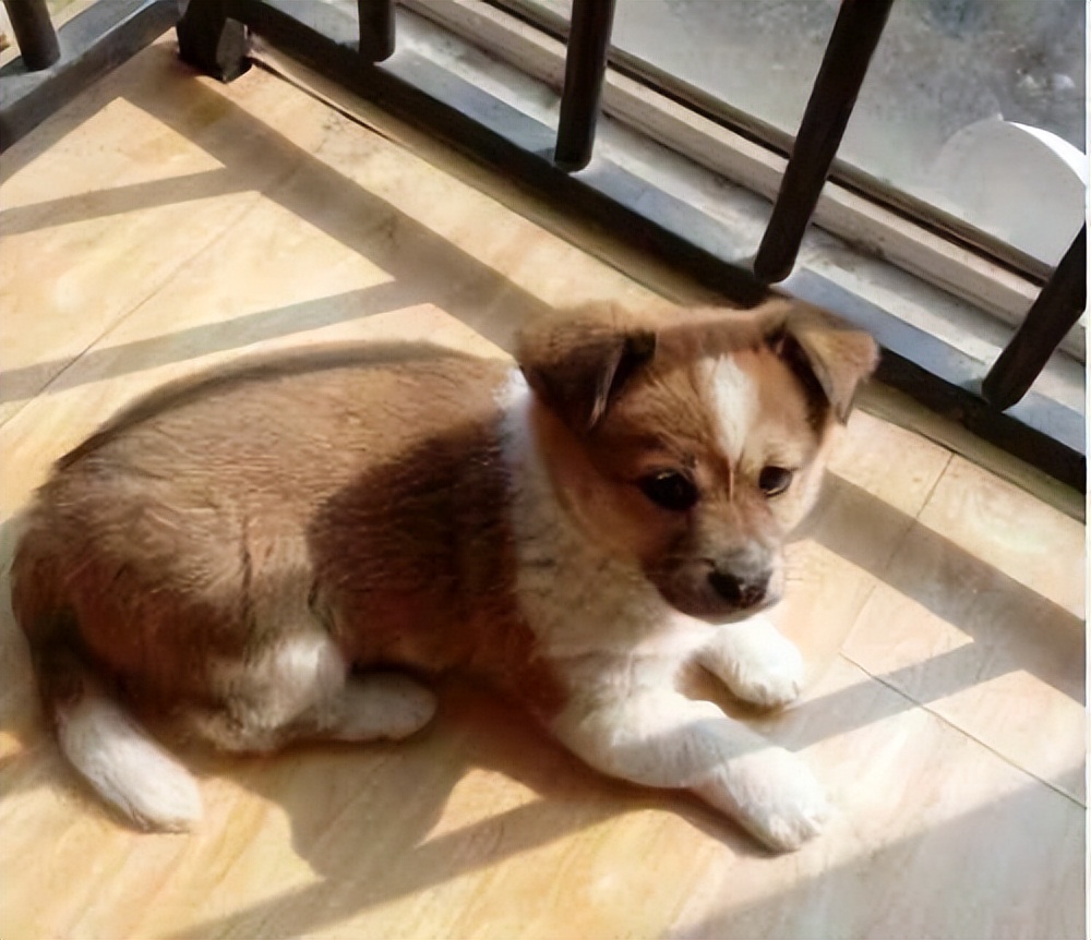 30种常见犬图片,40种常见名犬图片