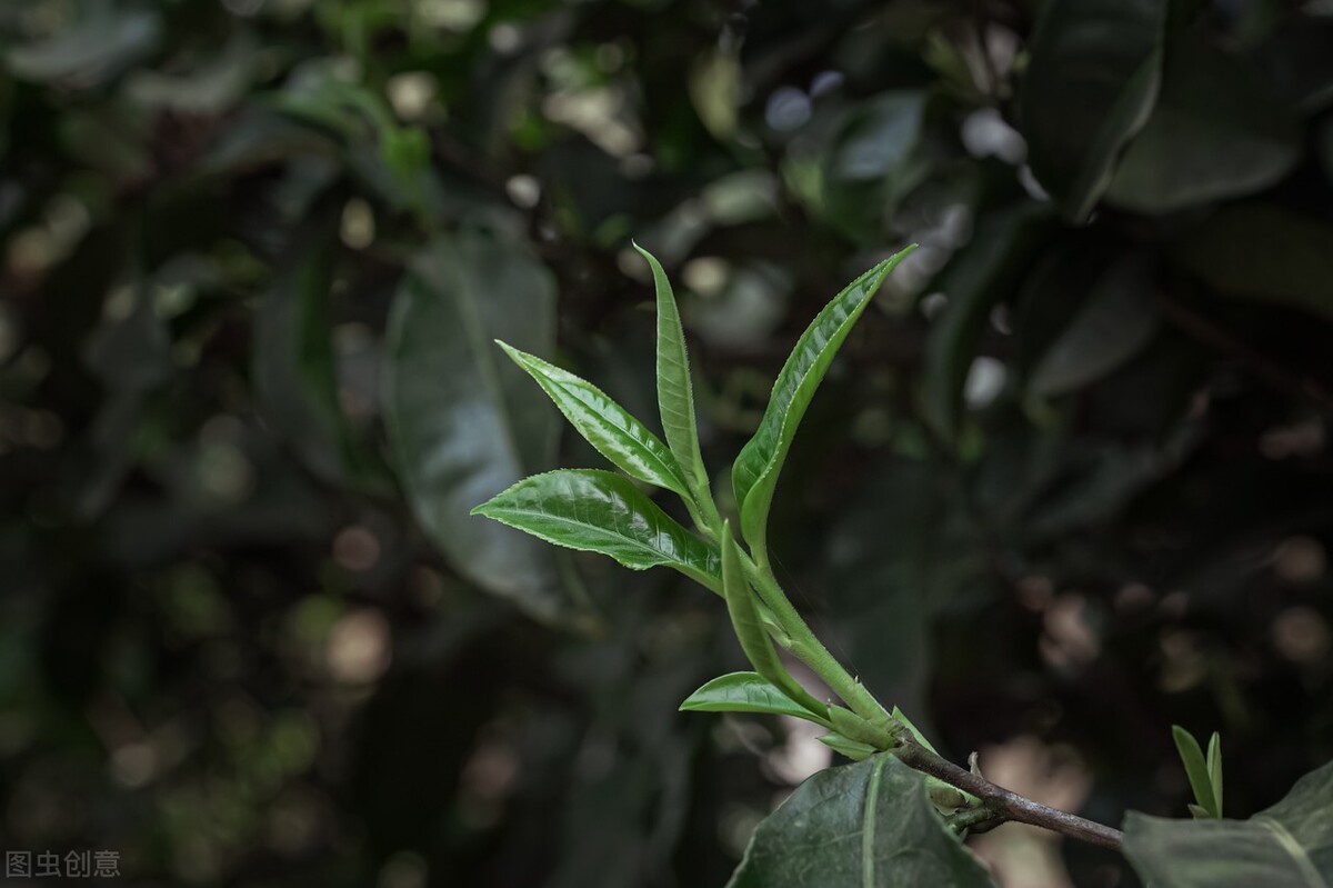 春茶营销,茶事沏一杯春茶开启整个春天