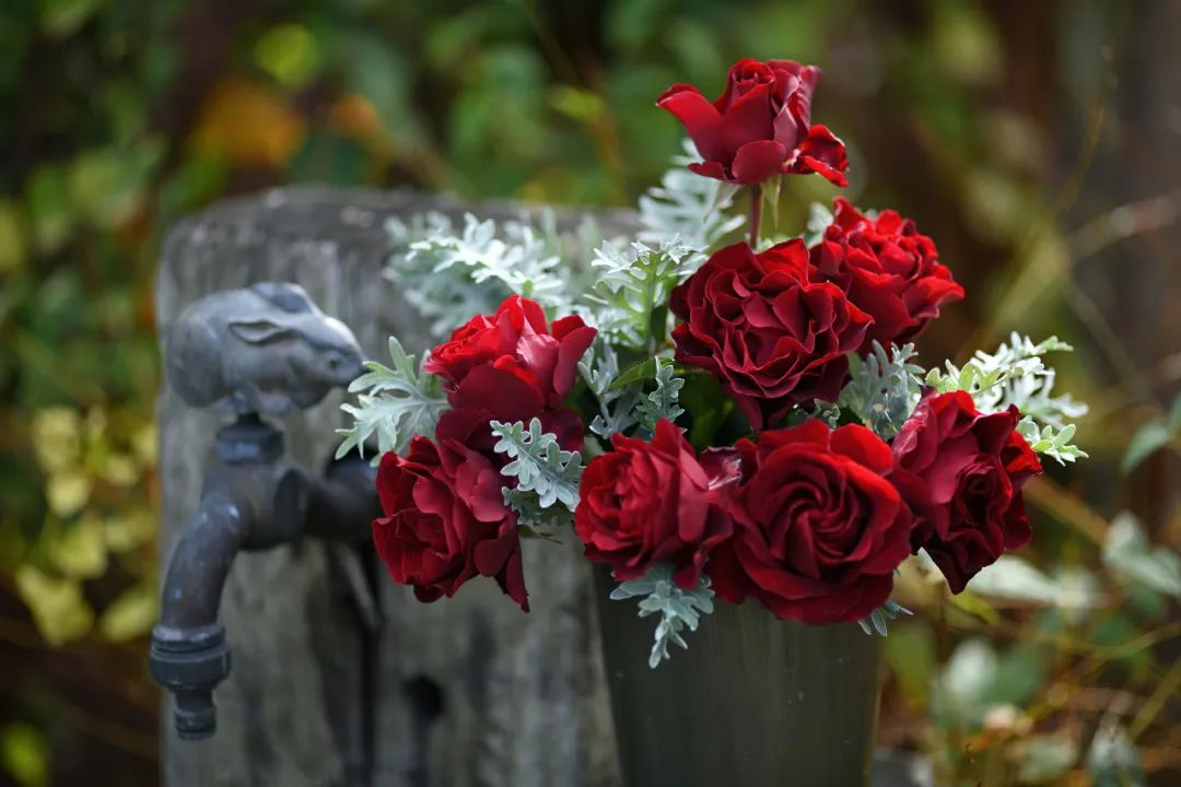 比较鲜又好养的月季品种,最值得养的大花浓香月季品种