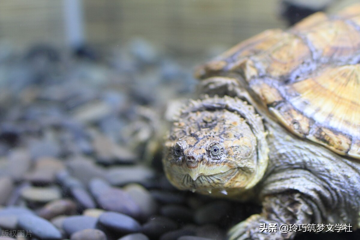 被鳄龟咬到作死,鳄龟被吓到了怎么办